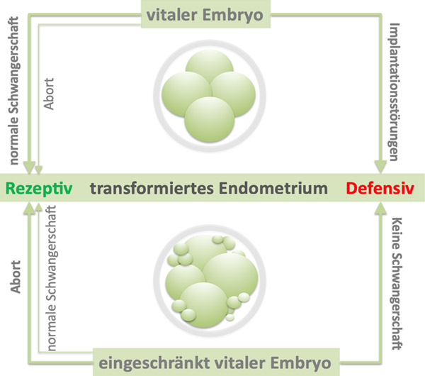 Schema Embryomaternaler Dialog